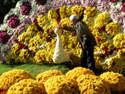 Chrysanthema in Lahr 10/2013