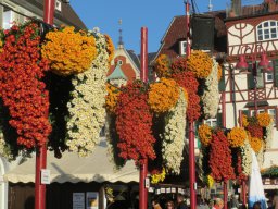 Chrysanthema in Lahr 10/2013