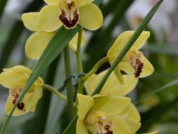 Orchideenschau Späth 01/2014