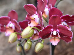Orchideenschau Späth 01/2014