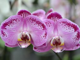 Orchideenschau Späth 01/2014