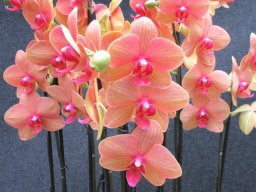 Orchideenschau Späth 02/2018